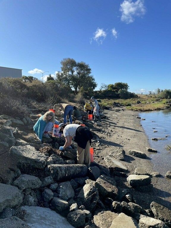 M.T.O. Berkeley Partners with Save the Bay to plant 700 plants