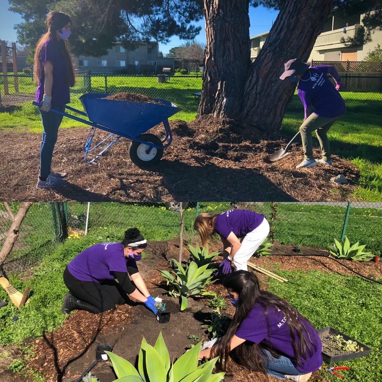 M.T.O. Berkeley Plants Trees and Flowers at Alameda Point Collaborative